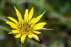 Tragopogon dubius 02