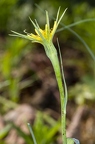 Tragopogon dubius 01