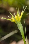 Tragopogon dubius 04