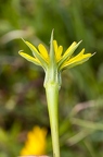 Tragopogon dubius 05