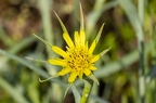 Tragopogon dubius 06