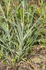 Tragopogon dubius 07