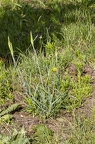 Tragopogon dubius 08
