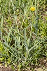 Tragopogon dubius 09