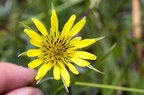 Tragopogon dubius 11