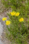 Tragopogon orientalis 01