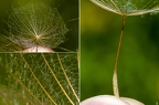 Tragopogon orientalis 02