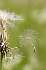 Tragopogon orientalis 07
