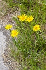 Tragopogon orientalis 08