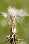 Tragopogon orientalis 09