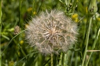 Tragopogon orientalis 10