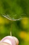 Tragopogon orientalis 12