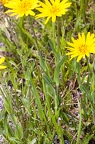 Tragopogon orientalis 11