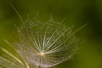 Tragopogon orientalis 13