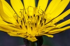 Tragopogon orientalis 14