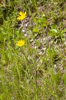 Tragopogon orientalis 15