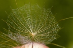 Tragopogon orientalis 16