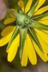Tragopogon orientalis 17