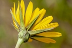 Tragopogon orientalis 19