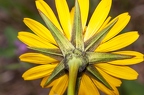 Tragopogon orientalis 20