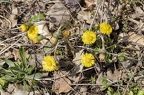 Tussilago farfara 01