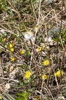 Tussilago farfara 03