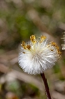 Tussilago farfara 04
