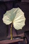 Tussilago farfara 05