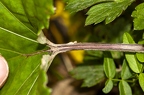 Tussilago farfara 06