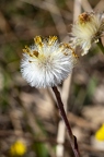 Tussilago farfara 07