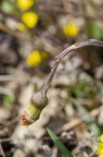 Tussilago farfara 08