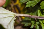 Tussilago farfara 09