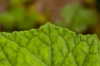 Tussilago farfara 10