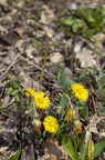 Tussilago farfara 12