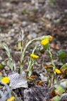 Tussilago farfara 14