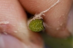 Tussilago farfara 15