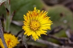 Tussilago farfara 16