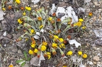 Tussilago farfara 17
