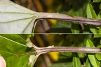 Tussilago farfara 02