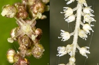 Urtica dioica 01