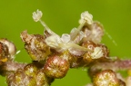 Urtica dioica 02
