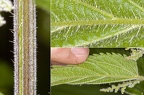 Urtica dioica 03