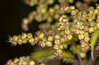 Urtica dioica 04
