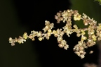Urtica dioica 07