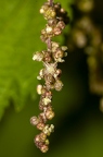 Urtica dioica 08