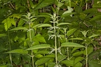 Urtica dioica 09
