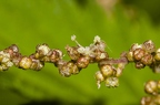 Urtica dioica 10