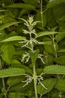Urtica dioica 11