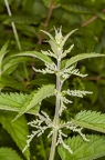 Urtica dioica 12