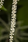 Urtica dioica 14